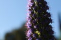 tall delicate spear of purple flowers growing up into a summer blue sky, Echium Fastuosum, butterfly bush attracting native