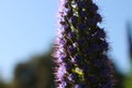 tall delicate spear of purple flowers growing up into a summer blue sky, Echium Fastuosum, butterfly bush attracting native