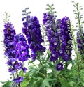 Tall delphiniums flowers Royalty Free Stock Photo