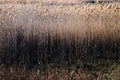 Tall Delta Marshland Reeds Royalty Free Stock Photo