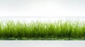 Tall, dense grass grows inside a clear rectangular container, possibly an aquarium Royalty Free Stock Photo