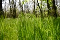 Tall dense grass grows in the green forest.