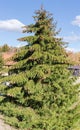 Tall dense spruce with cones in park in sunny weather