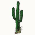 Tall desert cactus with grass