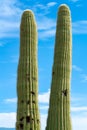 Tall double saguaro cactus with deep blue sky with clouds in the sonora desert in tuscon arizona with visible spikes Royalty Free Stock Photo