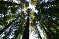 Tall Douglas Fir Royalty Free Stock Photo