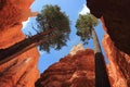 Bryce Canyon National Park, Soaring Douglas Firs in Wall Street, Utah, USA Royalty Free Stock Photo