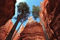 Bryce Canyon National Park, Douglas Firs in Wall Street along Navajo Trail, Southwest Desert, Utah Royalty Free Stock Photo