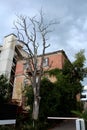 Tall dried tree with multiple branches without leaves in front of old abandoned apartment building surrounded with plants