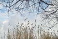 Tall dry grass and bare tree branches against a cloudy sky Royalty Free Stock Photo