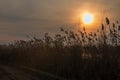 Tall dry grass on the edge of the shore around the pond Royalty Free Stock Photo