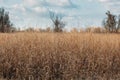 Tall dry grass field with bare trees on the distant horizon, with clouds on the sky Royalty Free Stock Photo