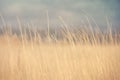 Tall dry grass in field Royalty Free Stock Photo