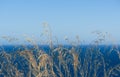 Tall dry grass near with blue sea and sky in the background Royalty Free Stock Photo