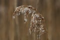 Tall dry grass in spring in raindrops Royalty Free Stock Photo