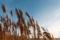 Tall dry grass in spring in raindrops Royalty Free Stock Photo