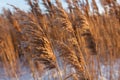 Tall dry grass in spring in raindrops Royalty Free Stock Photo