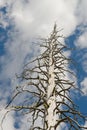 Tall Dry Tree Royalty Free Stock Photo