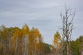 A tall, dry tree in an autumn forest. A tree with fallen leaves grows among yellow and green trees on a cloudy day Royalty Free Stock Photo