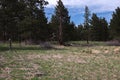 Tall dry tree, city of Boulder Colorado USA Royalty Free Stock Photo