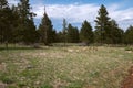 Tall dry tree in the field, city of Boulder Colorado USA Royalty Free Stock Photo