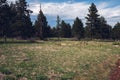 Tall dry tree in the field, city of Boulder Colorado USA Royalty Free Stock Photo