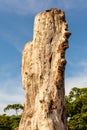 Tall dry tree trunk against blue clear bright sky,. Perseverance concept, standing up concept Royalty Free Stock Photo