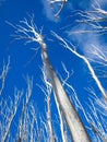 Tall dry trees against blue sky Royalty Free Stock Photo