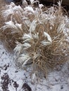 Bush of dry yellow grass near the road in the snow Royalty Free Stock Photo