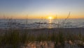 Tall dune grass at lake Michigan Royalty Free Stock Photo