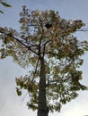 The tall durian plant that decades old