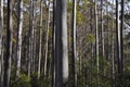 A tall eucalypt forest with understory Royalty Free Stock Photo