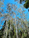 Tall eucalyptus tree in Australian eucalypt forest