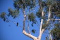 A tall Eucalyptus tree with a crow perched on a limb.