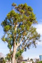 Tall Eucalyptus tree growing in a town in South San Francisco Bay Area, California; eucalyptus trees are native to Australia and