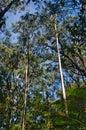 Tall eucalyptus trees in the Yarra Ranges, Victoria, Australia