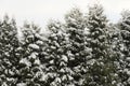 Tall evergreen snow covered coniferous trees in the background of the white sky in winter in Lithuania Royalty Free Stock Photo