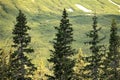 Tall evergreen trees standing against a backdrop of lush green mountainside Royalty Free Stock Photo