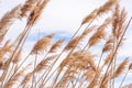 Tall feathery grass blowing in wind Royalty Free Stock Photo