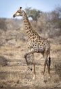 Vertical portrait of female giraffe standing alert in Kruger Park in South Africa Royalty Free Stock Photo