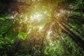 Tall fern in Basse Terre tropical forest