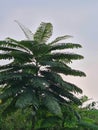 Tall Fern Tree Against Sky Royalty Free Stock Photo
