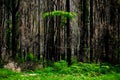 Tall Fern Tree Growing In A Grove Of Eucalyptus Trees