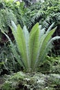 A Tall Fern with Upright Fronds Growing Amidst Many Ferns in a Forest Setting