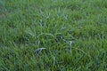 Tall Fescue 820096