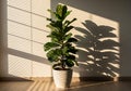 Tall fiddle leaf fig plant bathed in warm sunlight and shadow Royalty Free Stock Photo