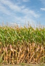 Tall Field of Corn Ready for Harvest in Vertical. Royalty Free Stock Photo