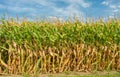 Tall Field of Corn Ready for Harvest Royalty Free Stock Photo