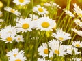 Tall field daisies grow in tall grass on a green meadow in a large garden. Royalty Free Stock Photo