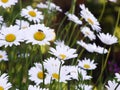 Tall field daisies grow in tall grass on a green meadow in a large garden. Royalty Free Stock Photo